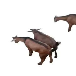 가축 양면 여물통 염소 송아지 사료 배식 축산 먹이통