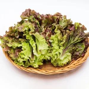 당일 수확하여 싱싱한 꽃상추 500g