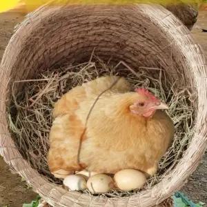 닭 둥지 전란 산란 부화기 알 집 양계장 조류 거위