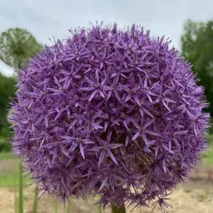 [알리움 15센치분] 글로브마스터