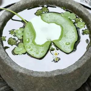 연꽃화분 원예 실내 연못 꽃 물고기 수련분 수생 식물