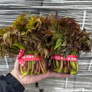 가죽나물 참죽나무순 가죽순 봄나물 1kg