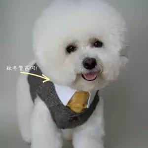 유럽 강아지 정장 턱시도 셔츠 수트 강아지턱시도 애완견