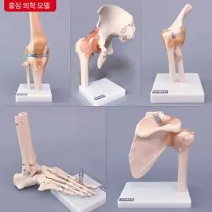 인체 관절 모형 인체해부 구조 골격 병원 인대 교육용