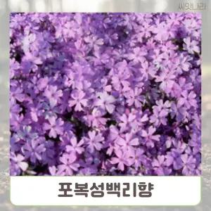 (씨앗나라) 잔디대체 포복성백리향 매직카펫 25립씨 야생화씨 야생화 화키우기 꽃씨앗 정원꾸미기 판매 종