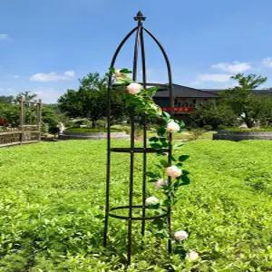 넝쿨 덩굴 식물