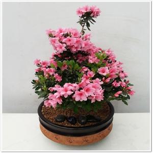 철쭉 영산홍 봄꽃 개업화분