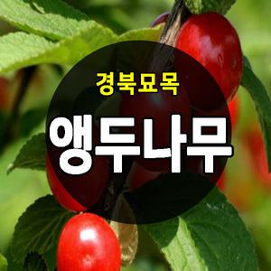 [경북묘목]앵두나무묘목/유실수.과실수.1-2년생