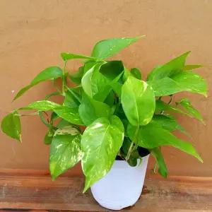 공기정화 스킨답서스 중형 공기정화 2211