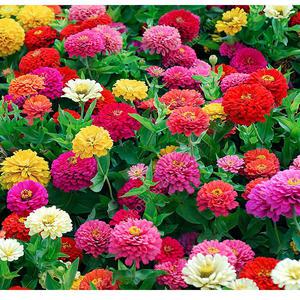 백일홍 씨앗-1kg 야생화씨앗 야생화종자 들꽃종자 들꽃씨 백일홍씨 야생꽃씨