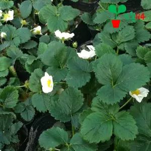 딸기 모종 (1개)~ 설향 화분 키우기 베란다 텃밭 씨앗 채소 묘종