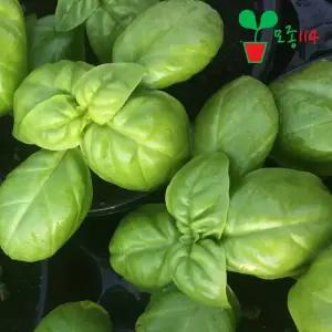 바질 허브 모종 (1개)  베란다 텃밭 채소 식물 키우기