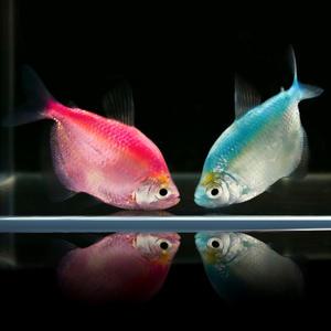 컬러 테트라 2마리