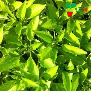 아삭이고추 모종 (1개)~ 베란다 텃밭 시장 씨앗 채소 고추