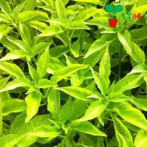 청양고추 모종 (3개)~ 베란다 텃밭 시장 씨앗 채소 고추