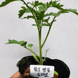황금 방울토마토 모종 (한정판입니다)가지고 있는 물량소모시 중지합니다.