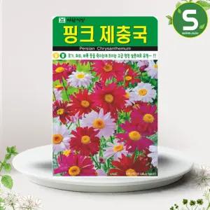 핑크 제충국씨앗 200립 천연 살충제 다년생 꽃씨앗 종자