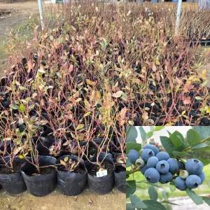 블루베리 묘목 (듀크) 7치포트묘 2년생 유실수 키우기쉬운과수