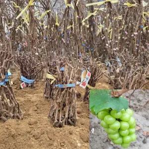 청포도나무 묘목 (샤인머스켓) 특묘 삽목1년생 포도모종 포도묘목