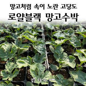 [모종심는아빠] 망고처럼 속이 노란 고당도 로얄블랙 망고수박 모종