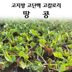 [모종심는아빠] 고지방 고단백 고칼로리 땅콩 모종72개(트레이한판)