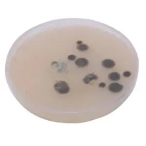 초등 과학시간교구 고체배지 세균 곰팡이 배양실험 5p 만들기교재 동아리