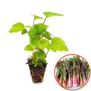 파머씨드 땅두릅 모종 8개 두릅 독활 묘목 종근 뿌리 재배 텃밭 키우기