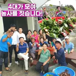 강릉 개두릅 엄나무순 1kg 최상품 강릉산들농원 11번가 입점 기념