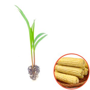 파머씨드 옥수수 모종 15개 백찰 대학찰 찰옥수수 미백 흰찰옥수수