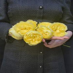 카탈리나장미 생화 꽃 정기구독 노란 장미 꽃다발 절화 고터꽃시장 양재꽃시장 농장