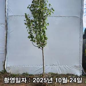 모과나무 / 대실모과 / 4년생 / 결실주
