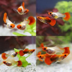 [힘찬열대어] 숏바디 코이 글라스벨리 구피 1쌍