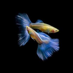 [힘찬열대어] 알비노 네온블루 구피 1마리