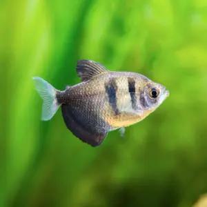 블랙테트라 30마리 납작하고 귀여운 깜장테트라 튼튼합니다