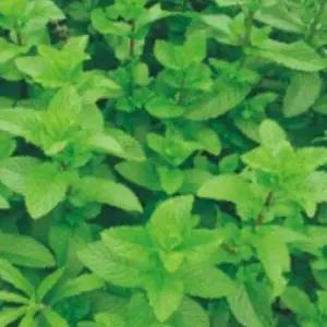 국내채종 박하 품종 재래종 씨 종자 품종 씨앗 50립 허브 정원꾸미기 허브씨