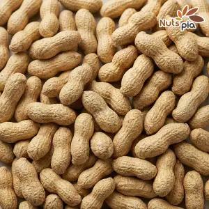 [넛츠피아]25년산 햇 볶음 피땅콩 500g 견과류 땅콩 알땅콩 대보름 부럼