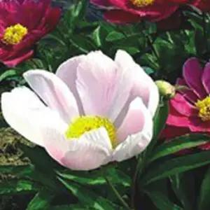 작약 재래종 함박꽃 씨앗 야생화 꽃씨 종자 50립화키우기 파종 모종 심기 파종기 식물키우기 실내정원 꾸미