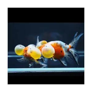 [에이투비]랜덤 캔디 칼리코 버블아이 수포안/ 9cm 전후 / 1마리