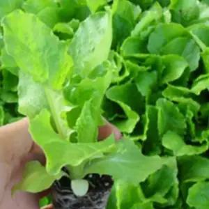 청로메인상추모종 트레이묘 36구 ms263