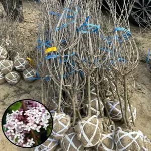 (경기농원)라일락나무 묘목 스탠다드 유럽 라일락 개화주