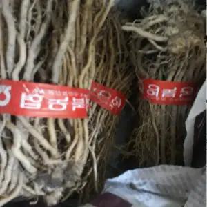 그린 아스파라거스모종 4년생 종근 5촉 ja264