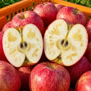 농원발송 청송 꿀먹여 키운 아삭아삭 햇 부사 사과 10KG 대과