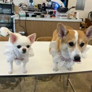 고퀄리티   스카프 S 케이프 D 레이스 강아지 핑크