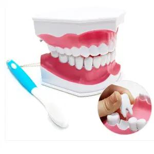 유치원 어린이집 양치학습 이빠지는 치아모형 과학학습교구 어린이집교구 이빨역할 이빨모형 인기