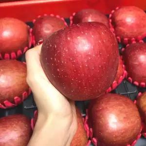 농원발송 문경새재 얼음골 햇 꿀바른 햇 부사 사과 10KG 대과