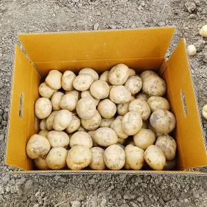 [친환경팔도][팔도농장] 26년 수확 햇 수미감자(특) 3kg/5kg/10kg