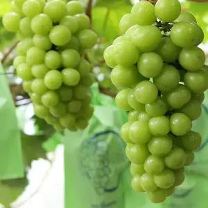 청포도나무 샤인머스켓묘목 샤인머스켓포도나무 망고청포도