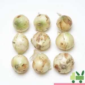 양파 (3등) 10kg 장아찌용