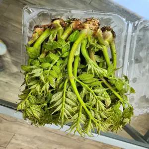 국내 자연산 참두릅(상)1kg 1박스 자연대로팜웨이