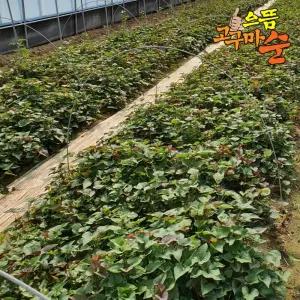 으뜸 꿀고구마모종 20kg 건강모종